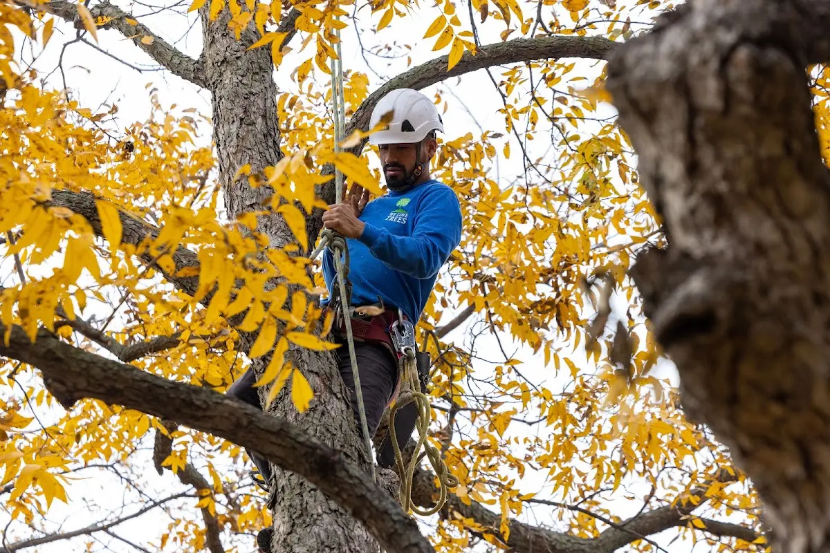 Skilled Tree Transplanting crew working in Guilford